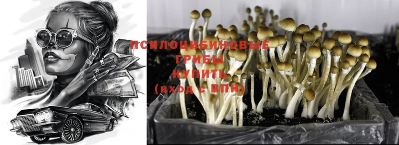 Галлюциногенные грибы Psilocybine cubensis  наркошоп  Бутурлиновка 